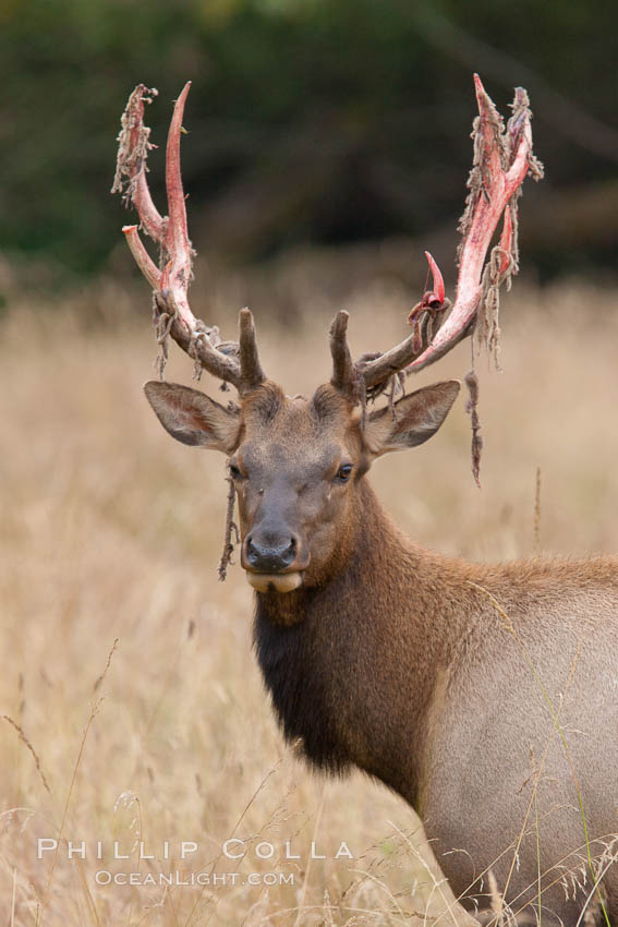 Roosevelt elk, adult bull male with large antlers, Redwood National