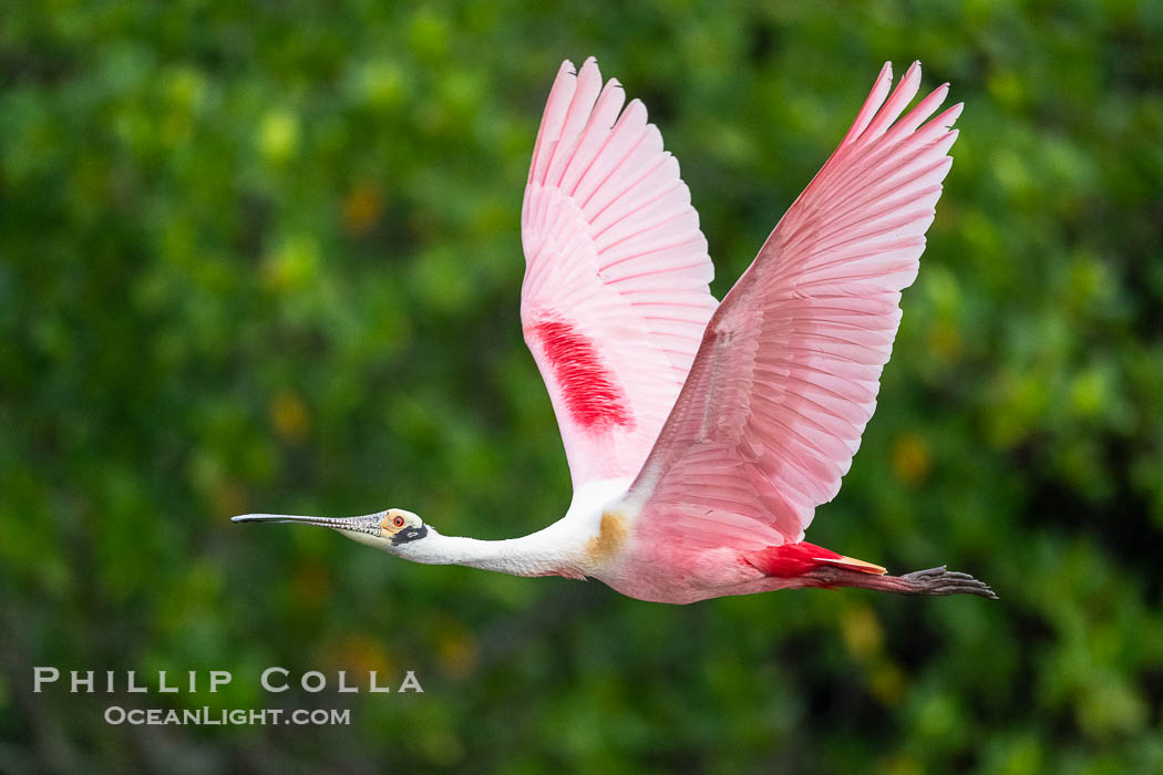 Roseate Spoonbill in Flight, Platalea ajaja, Alafia Banks, Florida. Alafia Banks Critical Wildlife Area, Tampa, USA, Platalea ajaja, natural history stock photograph, photo id 40538