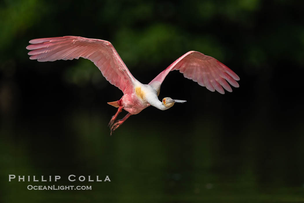 Roseate Spoonbill in Flight, Platalea ajaja, Alafia Banks, Florida, Platalea ajaja, Alafia Banks Critical Wildlife Area, Tampa