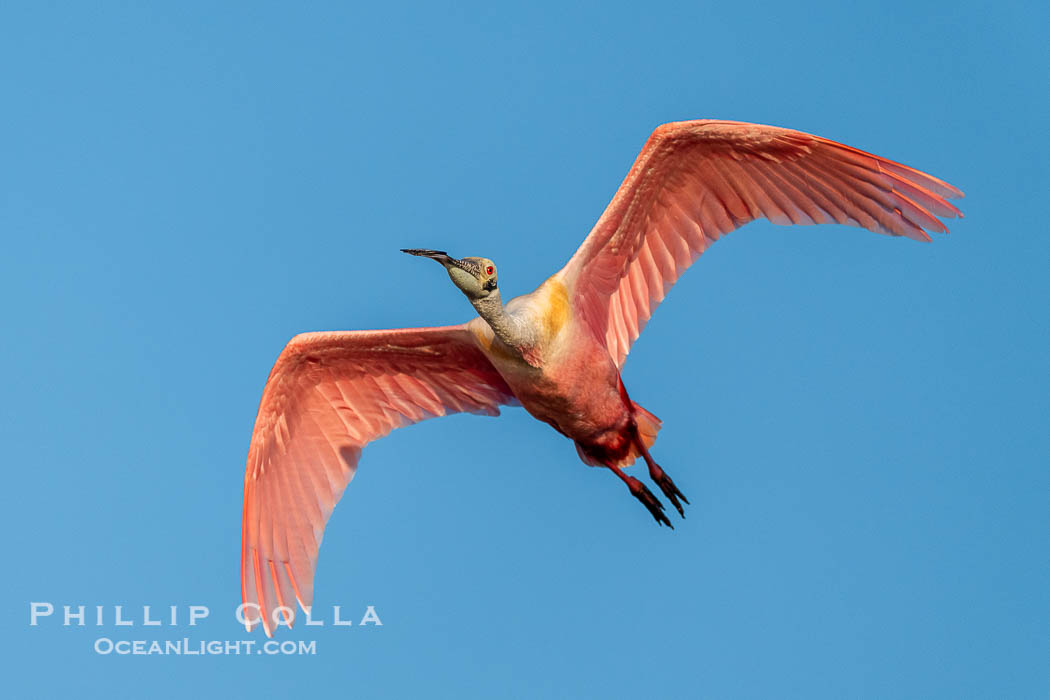 Roseate Spoonbill in Flight, Platalea ajaja, Alafia Banks, Florida. Alafia Banks Critical Wildlife Area, Tampa, USA, Platalea ajaja, natural history stock photograph, photo id 40550