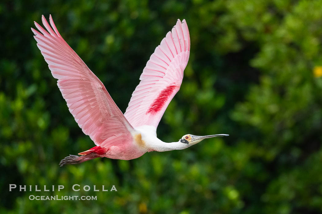 Roseate Spoonbill in Flight, Platalea ajaja, Alafia Banks, Florida. Alafia Banks Critical Wildlife Area, Tampa, USA, Platalea ajaja, natural history stock photograph, photo id 40536