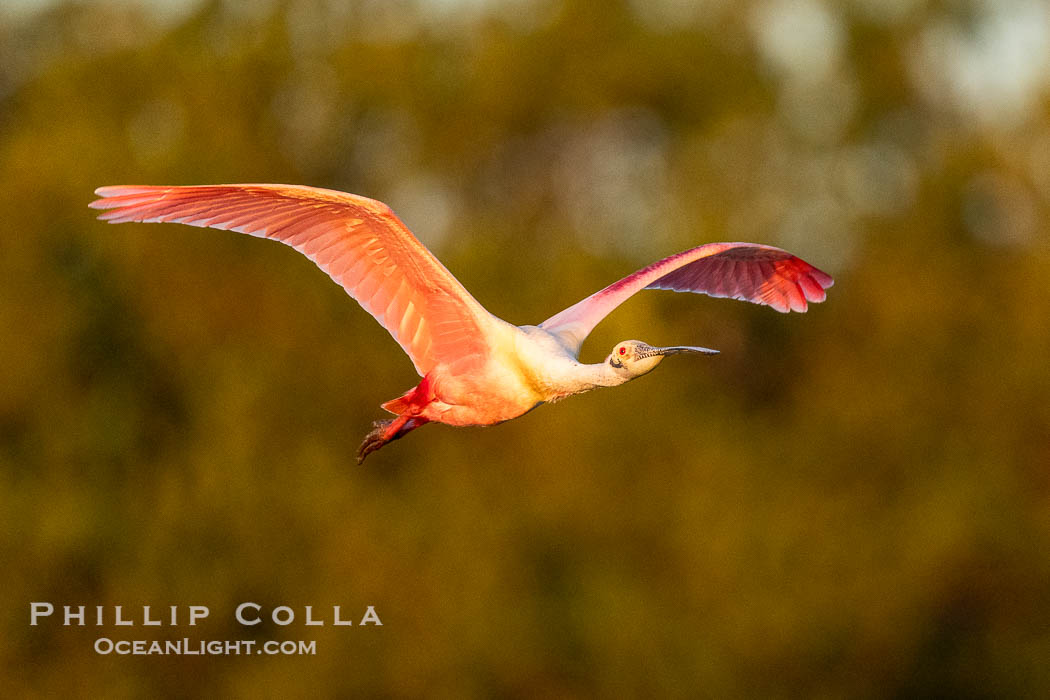 Roseate Spoonbill in Flight, Platalea ajaja, Alafia Banks, Florida. Alafia Banks Critical Wildlife Area, Tampa, USA, Platalea ajaja, natural history stock photograph, photo id 40548