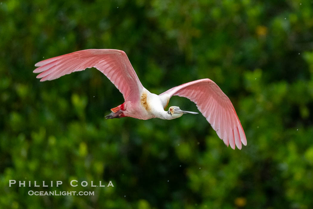 Roseate Spoonbill in Flight, Platalea ajaja, Alafia Banks, Florida, Platalea ajaja, Alafia Banks Critical Wildlife Area, Tampa