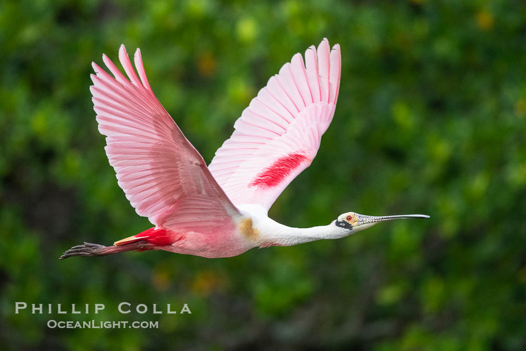 Roseate Spoonbill in Flight, Platalea ajaja, Alafia Banks, Florida, Platalea ajaja, Alafia Banks Critical Wildlife Area, Tampa