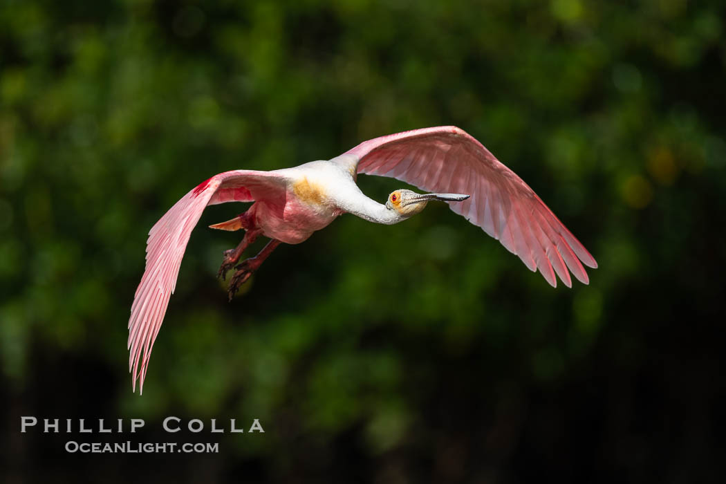 Roseate Spoonbill in Flight, Platalea ajaja, Alafia Banks, Florida. Alafia Banks Critical Wildlife Area, Tampa, USA, Platalea ajaja, natural history stock photograph, photo id 40543