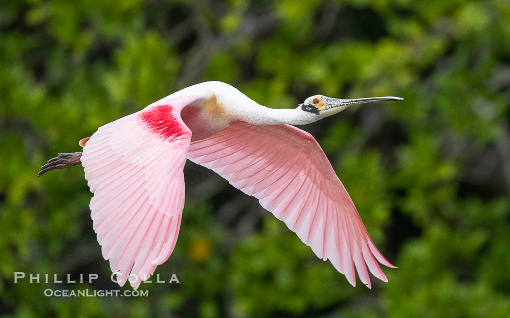 Roseate Spoonbill in Flight, Platalea ajaja, Alafia Banks, Florida, Platalea ajaja, Alafia Banks Critical Wildlife Area, Tampa