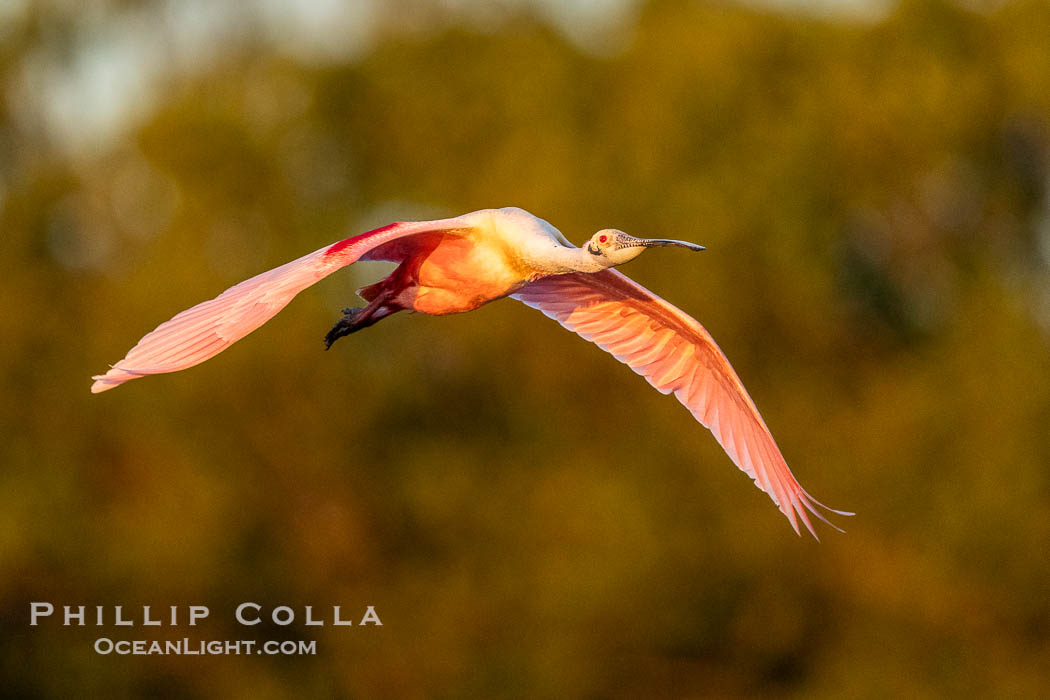 Roseate Spoonbill in Flight, Platalea ajaja, Alafia Banks, Florida. Alafia Banks Critical Wildlife Area, Tampa, USA, Platalea ajaja, natural history stock photograph, photo id 40549