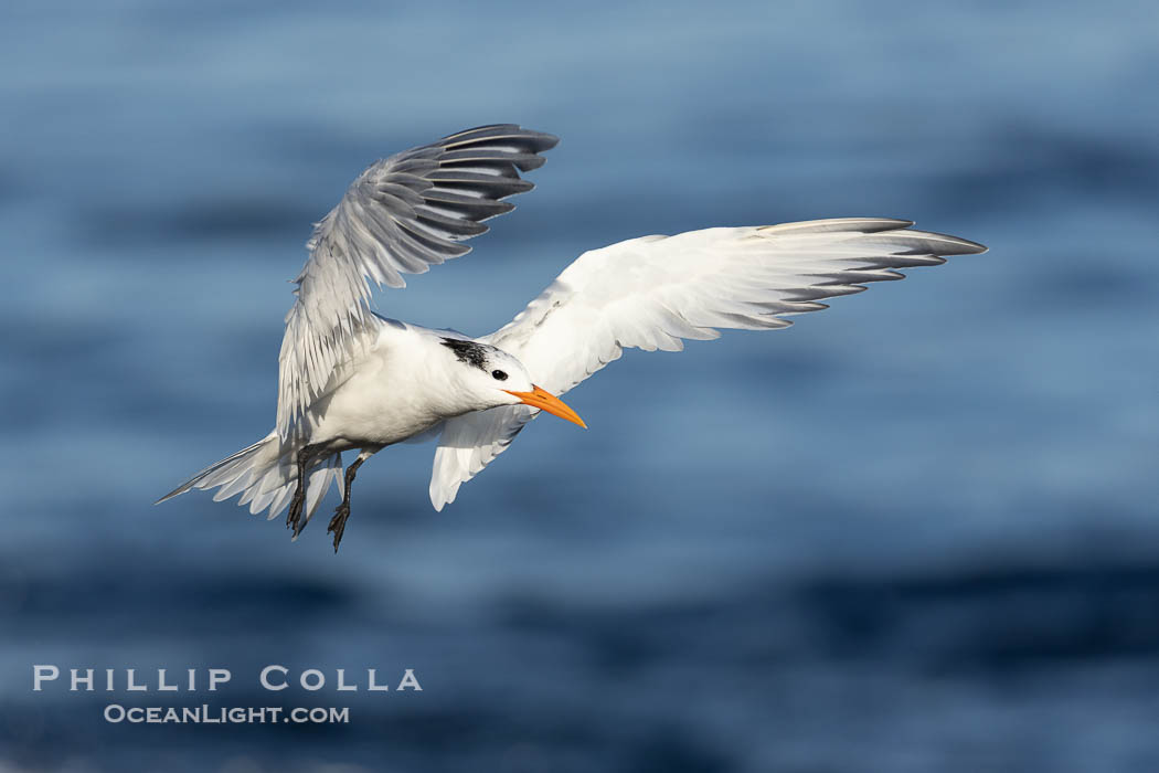 Royal Tern in flight, adult non-breeding plumage, La Jolla. California, USA, Sterna maxima, Thalasseus maximus, natural history stock photograph, photo id 38668