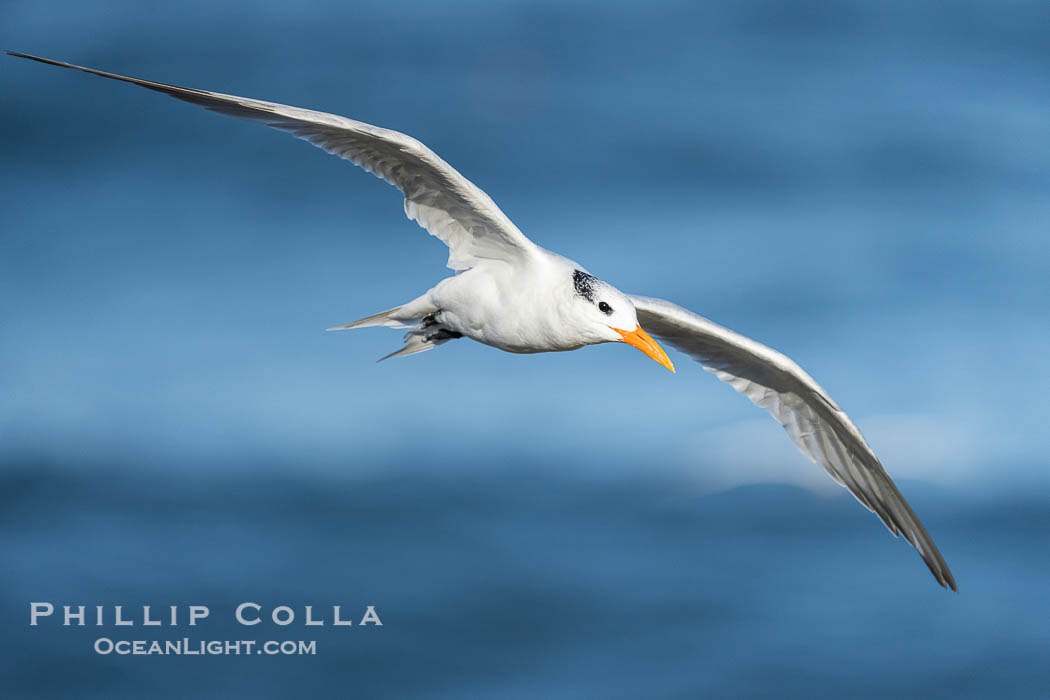 Royal tern in flight, Thalasseus maximus, adult nonbreeding plumage, ocean water in the background, La Jolla. California, USA, Sterna maxima, Thalasseus maximus, natural history stock photograph, photo id 40690