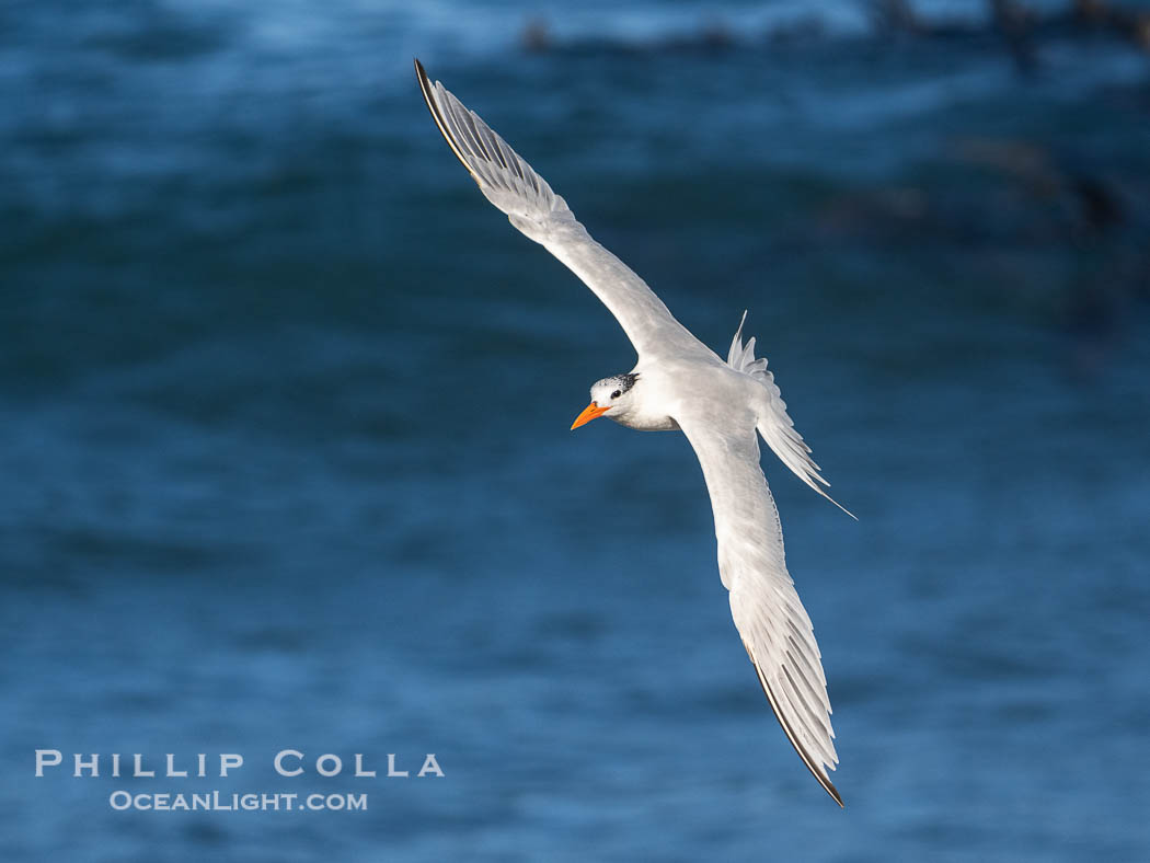 Royal tern in flight, Thalasseus maximus, adult nonbreeding plumage, blue ocean water in the background, La Jolla. California, USA, Sterna maxima, Thalasseus maximus, natural history stock photograph, photo id 40722