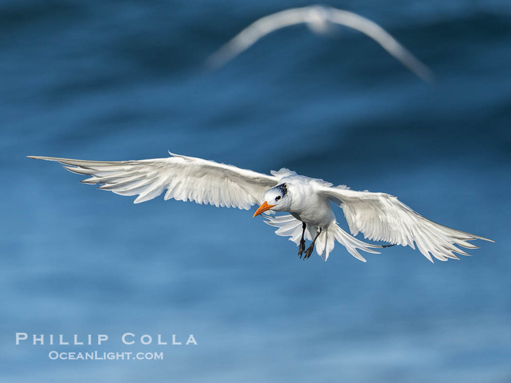 Royal tern in flight, Thalasseus maximus, adult nonbreeding plumage, ocean water in the background, La Jolla. California, USA, Sterna maxima, Thalasseus maximus, natural history stock photograph, photo id 40688