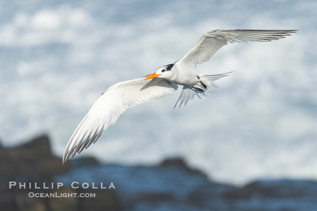 Royal tern in flight, Thalasseus maximus, adult nonbreeding plumage, breaking waves in the background, La Jolla. California, USA, Sterna maxima, Thalasseus maximus, natural history stock photograph, photo id 39771