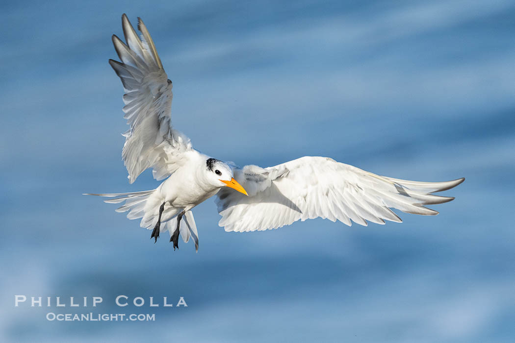 Royal tern in flight, Thalasseus maximus, adult nonbreeding plumage, ocean water in the background, La Jolla. California, USA, Sterna maxima, Thalasseus maximus, natural history stock photograph, photo id 40687