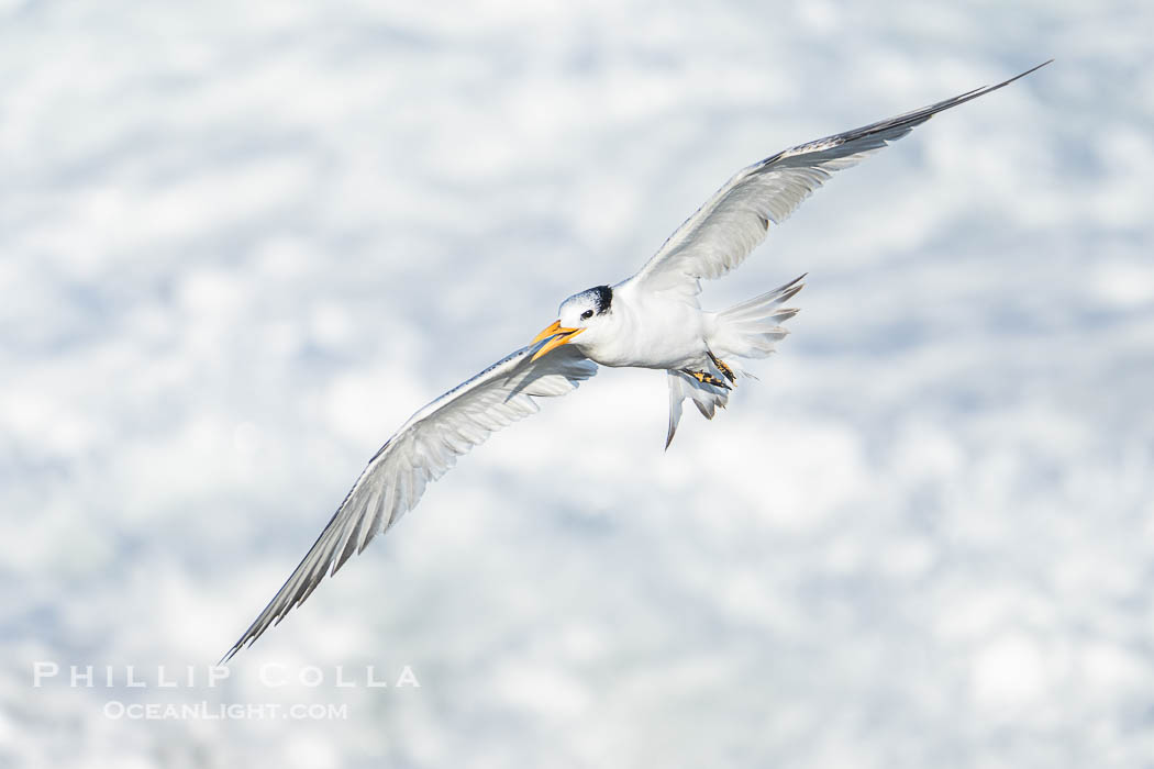 Royal tern in flight, Thalasseus maximus, adult nonbreeding plumage, ocean water in the background, La Jolla. California, USA, Sterna maxima, Thalasseus maximus, natural history stock photograph, photo id 40691