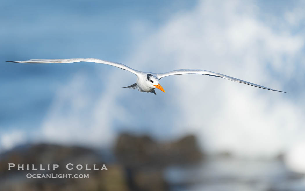 Royal tern in flight, Thalasseus maximus, adult nonbreeding plumage, ocean water in the background, La Jolla. California, USA, Sterna maxima, Thalasseus maximus, natural history stock photograph, photo id 40689