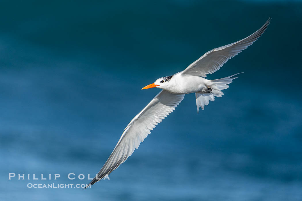 Royal Tern in Flight over the Ocean in La Jolla. California, USA, Sterna maxima, Thalasseus maximus, natural history stock photograph, photo id 40182