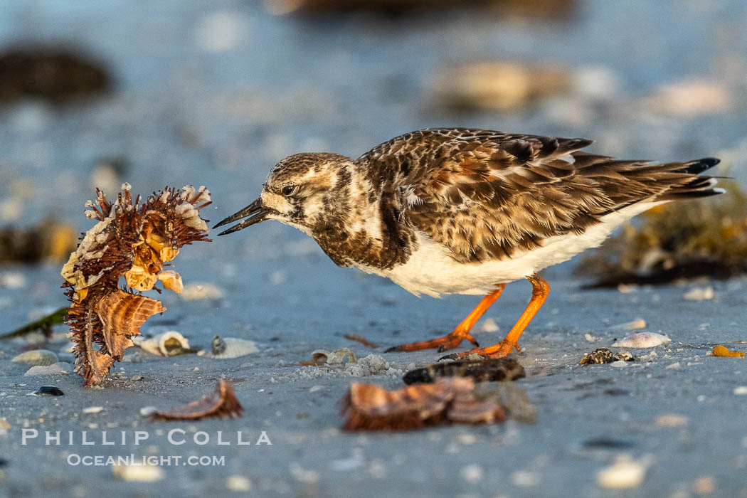 Ruddy Turnstone, Arenaria interpres, Fort De Soto, Florida. Fort De Soto Park, St. Petersburg, USA, Arenaria interpres, natural history stock photograph, photo id 40572