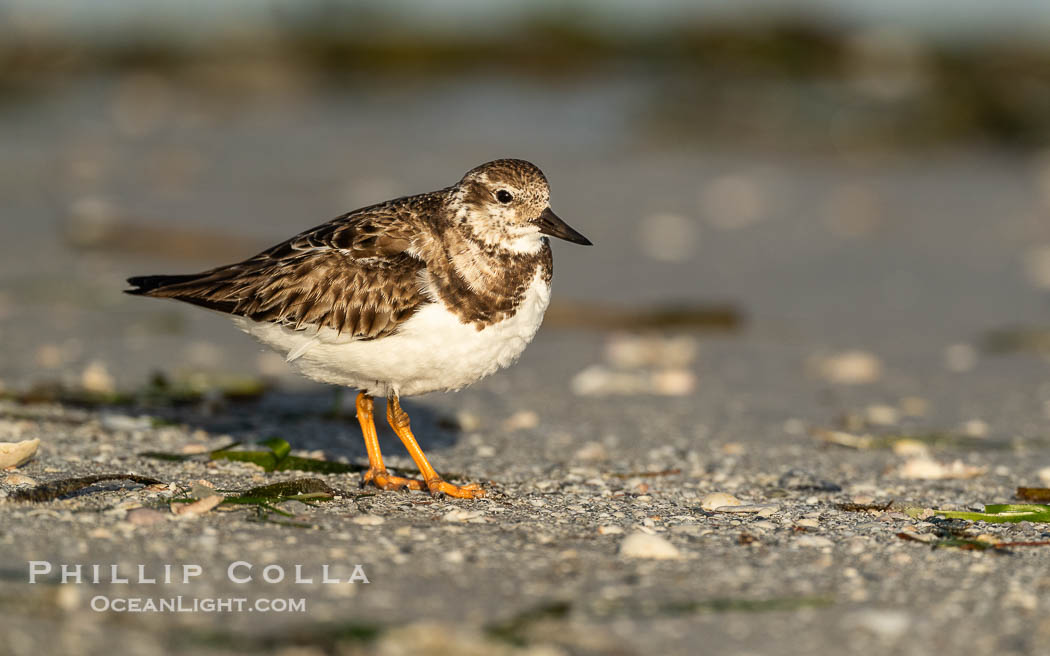 Ruddy Turnstone, Arenaria interpres, Fort De Soto, Florida. Fort De Soto Park, St. Petersburg, USA, Arenaria interpres, natural history stock photograph, photo id 40577