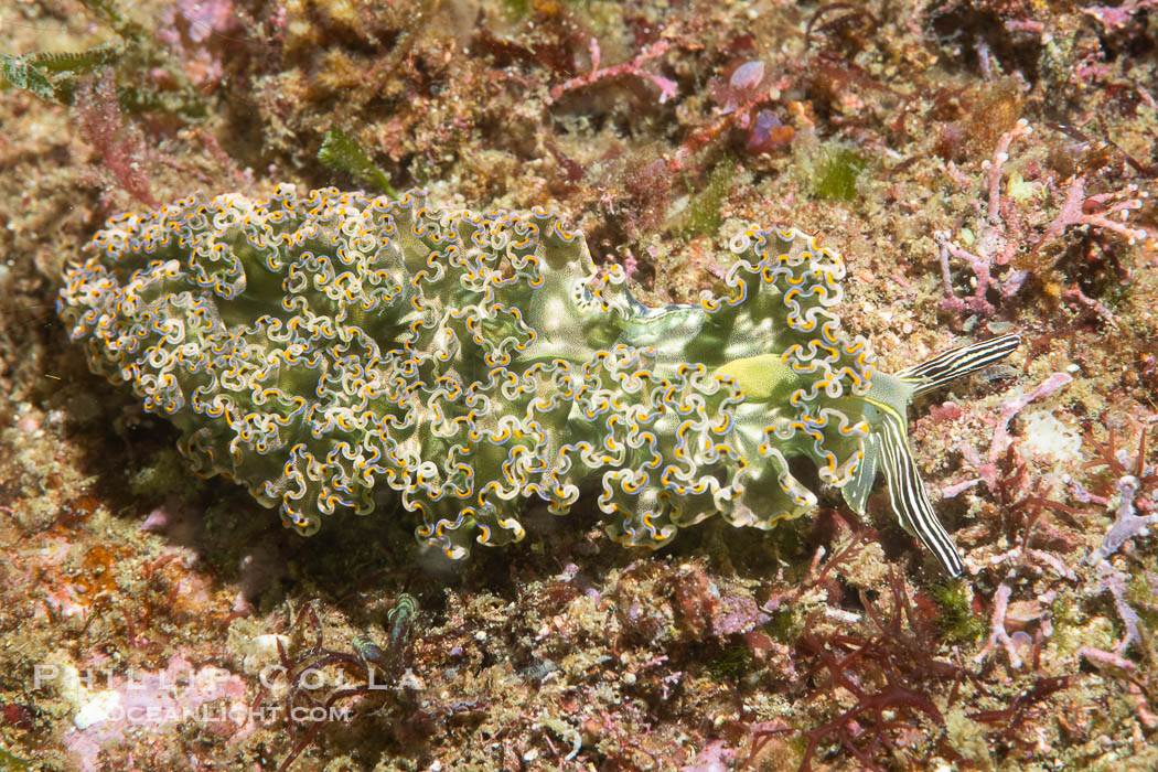 Sacoglossan nudibranch Elysia diomedea, Sea of Cortez, Mexico. Islas San Lorenzo, Baja California, Elysia diomedea, natural history stock photograph, photo id 40453