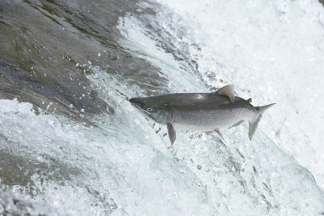 Salmon leaping up waterfall, Brooks River, Katmai National Park, Alaska