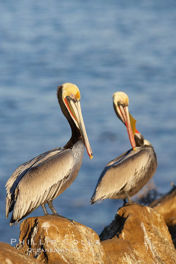 Pair of adult brown pelicans displaying winter breeding plumage with distinctive dark brown nape, yellow head feathers and red gular throat pouch. La Jolla, California, USA, Pelecanus occidentalis, Pelecanus occidentalis californicus, natural history stock photograph, photo id 20317