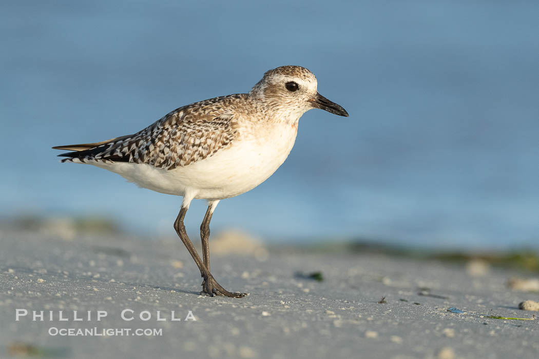 Sanderling, Calidris alba, Fort De Soto, Florida. Fort De Soto Park, St. Petersburg, USA, Calidris alba, natural history stock photograph, photo id 40574