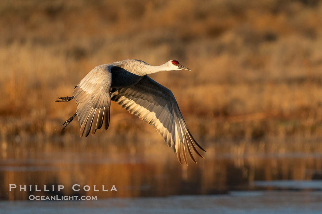 Sandhill crane in flight, Bosque del Apache NWR. Bosque del Apache National Wildlife Refuge, Socorro, New Mexico, USA, Grus canadensis, natural history stock photograph, photo id 39932