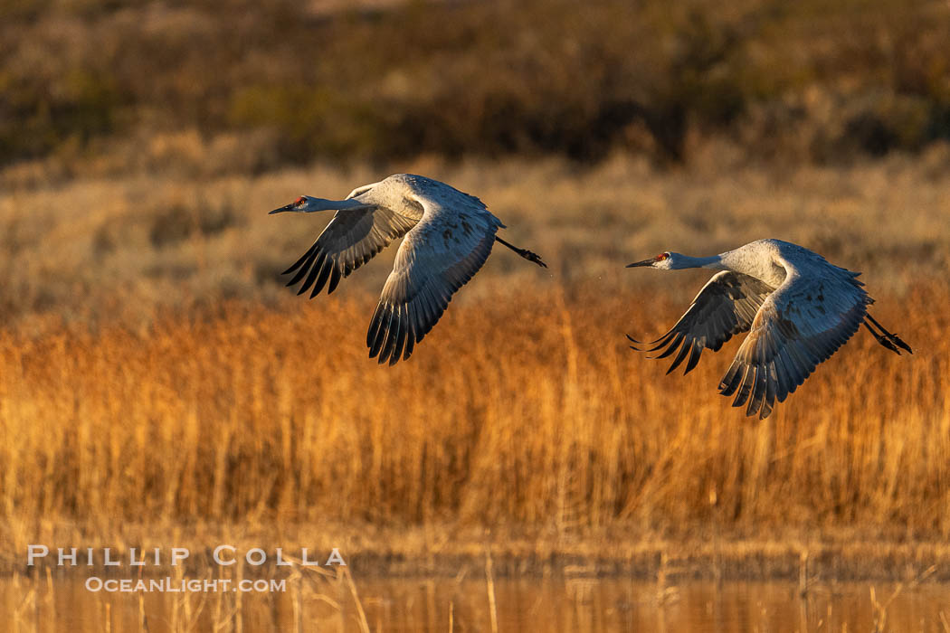 Sandhill cranes spread broad wings as they take flight in early morning light. These sandhill cranes are among thousands present in Bosque del Apache National Wildlife Refuge, stopping here during its winter migration. Socorro, New Mexico, USA, Grus canadensis, natural history stock photograph, photo id 39910