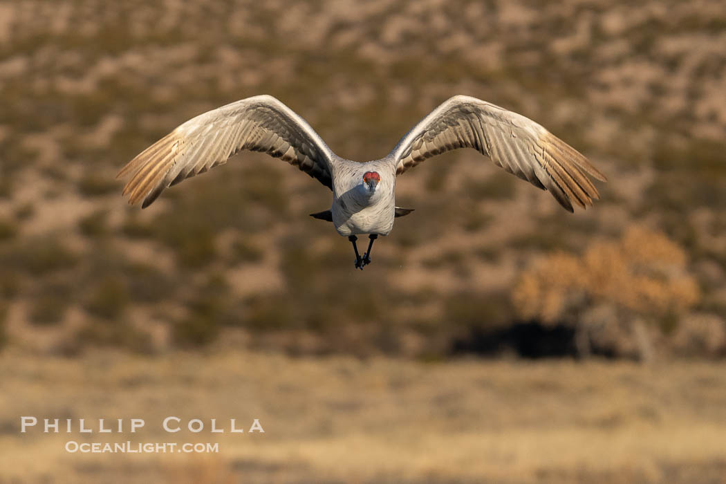 Sandhill crane spreads its broad wings as it takes flight in early morning light. This sandhill crane is among thousands present in Bosque del Apache National Wildlife Refuge, stopping here during its winter migration. Socorro, New Mexico, USA, Grus canadensis, natural history stock photograph, photo id 39936