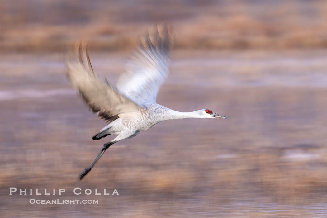 Sandhill crane spreads its broad wings as it takes flight in early morning light. This sandhill crane is among thousands present in Bosque del Apache National Wildlife Refuge, stopping here during its winter migration. Socorro, New Mexico, USA, Grus canadensis, natural history stock photograph, photo id 39907