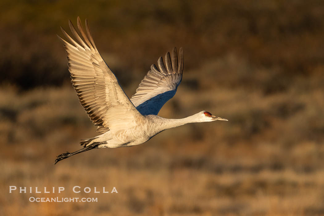 Sandhill crane spreads its broad wings as it takes flight in early morning light. This sandhill crane is among thousands present in Bosque del Apache National Wildlife Refuge, stopping here during its winter migration. Socorro, New Mexico, USA, Grus canadensis, natural history stock photograph, photo id 39933