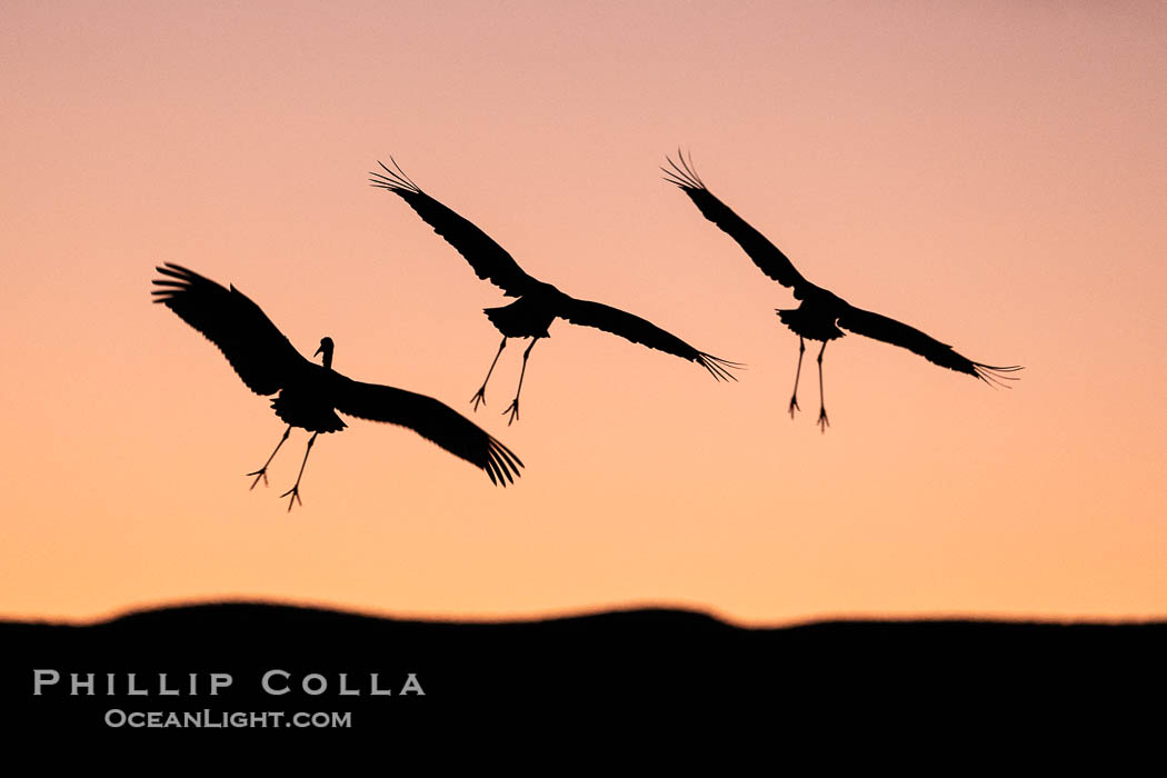 Sandhill cranes, flying across a colorful sunset sky. Bosque del Apache National Wildlife Refuge, Socorro, New Mexico, USA, Grus canadensis, natural history stock photograph, photo id 39928