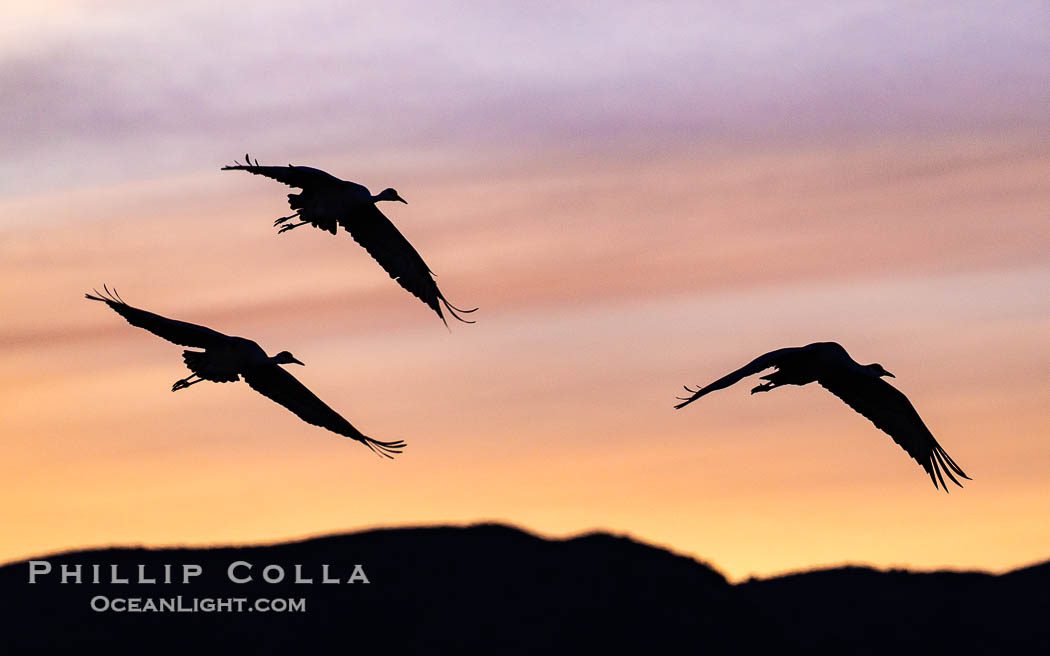 Sandhill cranes, flying across a colorful sunset sky. Bosque del Apache National Wildlife Refuge, Socorro, New Mexico, USA, Grus canadensis, natural history stock photograph, photo id 39945