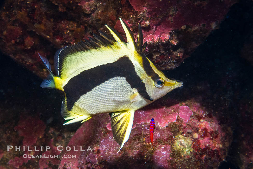 Scythe-mark butterflyfish, Prognathodes falcifer, Catalina Island. California, USA, Prognathodes falcifer, natural history stock photograph, photo id 40516