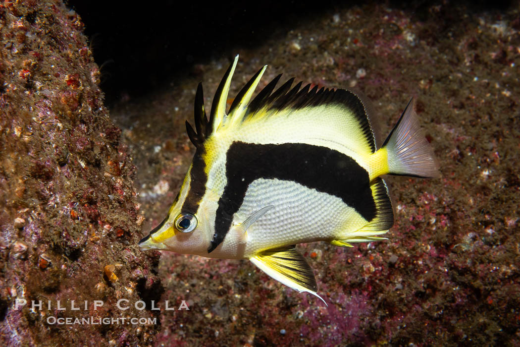 Scythe-mark butterflyfish, Prognathodes falcifer, Catalina Island. California, USA, Prognathodes falcifer, natural history stock photograph, photo id 40517