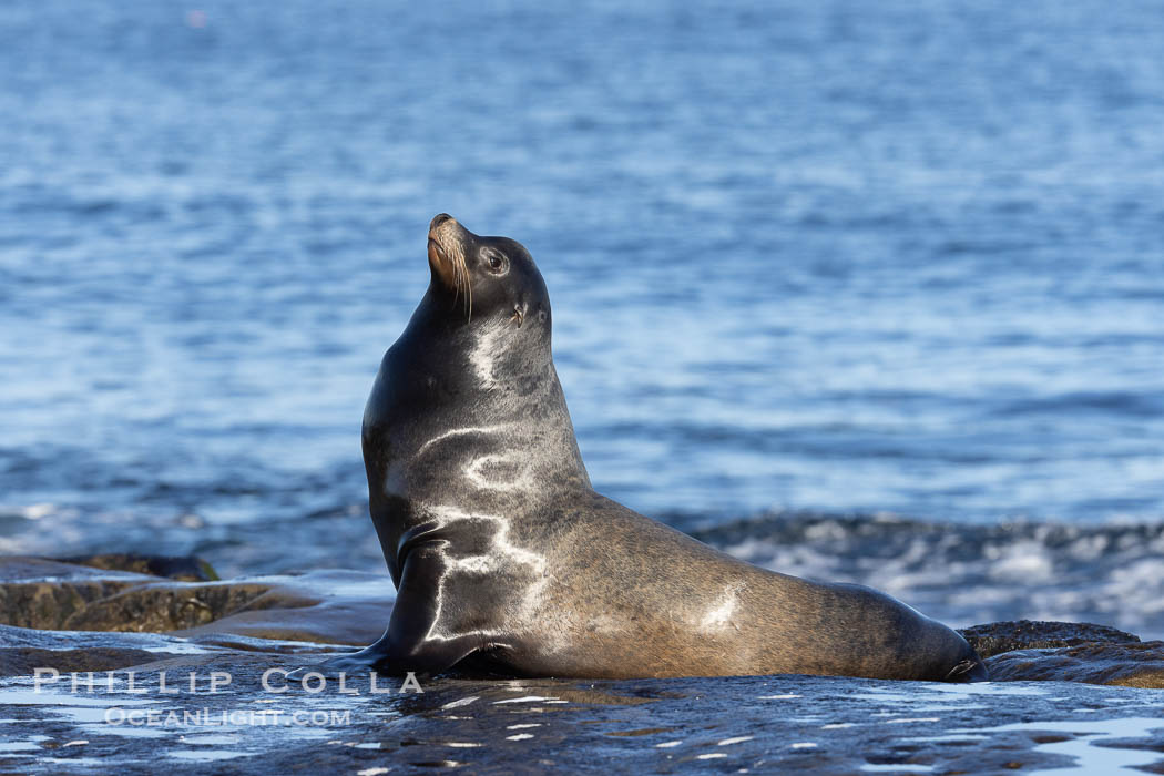 Sea Lion Bull Male resting on rocks in morning sun. His sagittal crest, the bony bump on his head that distinguishes adult male sea lions, is clearly seen. La Jolla, California, USA, Zalophus californianus, natural history stock photograph, photo id 38642