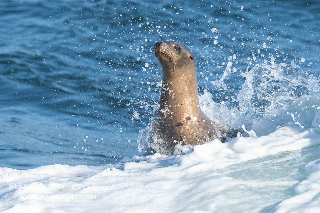 California sea lion surfing in a wave at La Jolla Cove, San Diego. USA, Zalophus californianus, natural history stock photograph, photo id 40496