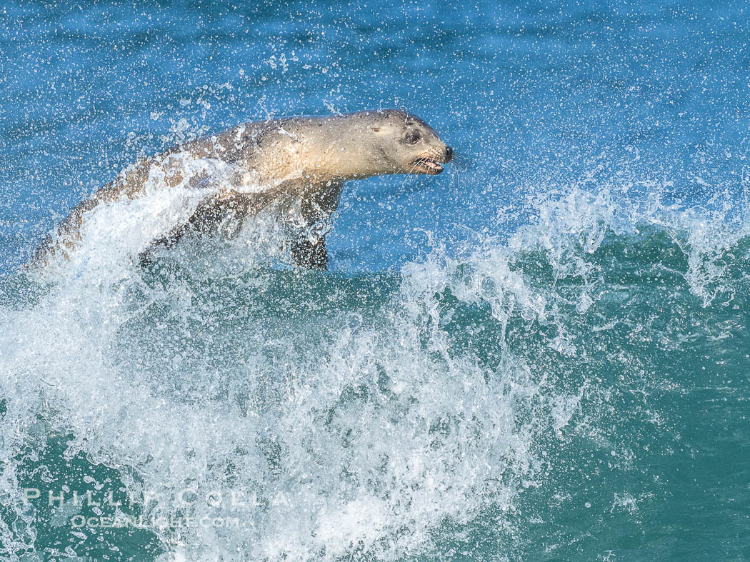 California sea lion surfing in a wave at La Jolla Cove, San Diego, Zalophus californianus