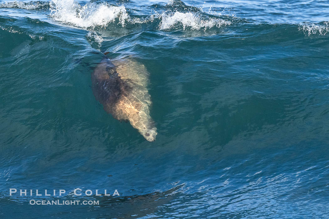 California sea lion surfing in a wave at La Jolla Cove, San Diego. USA, Zalophus californianus, natural history stock photograph, photo id 40483