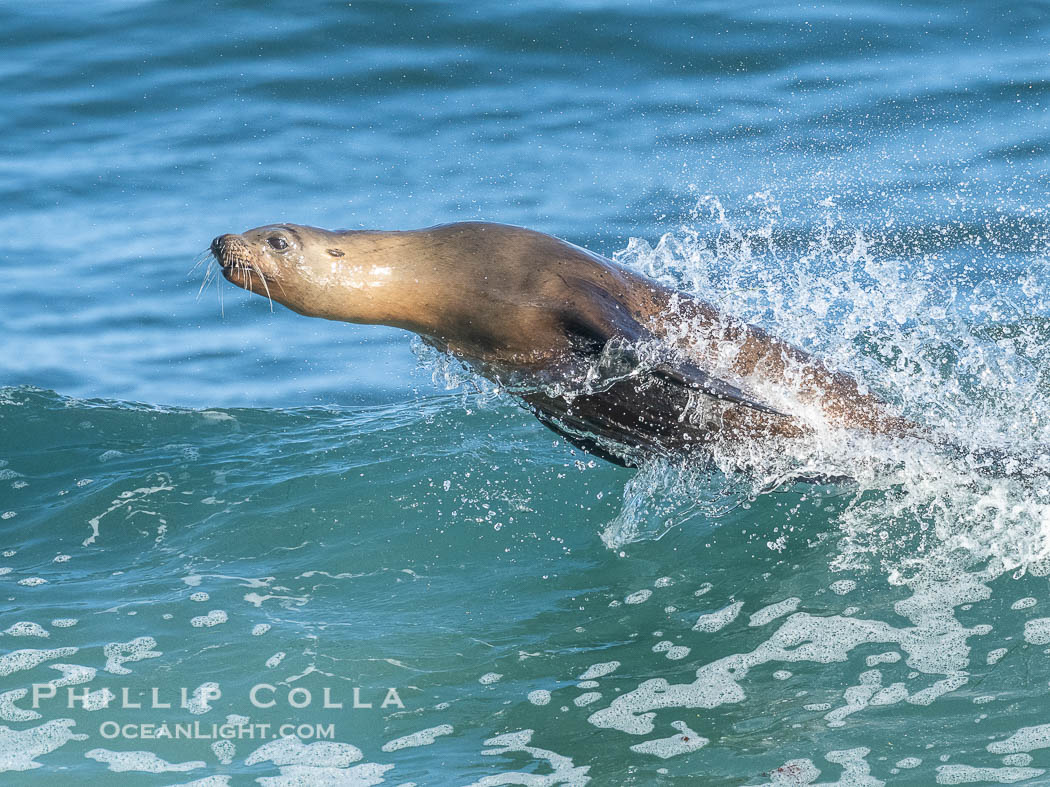 California sea lion surfing in a wave at La Jolla Cove, San Diego, Zalophus californianus