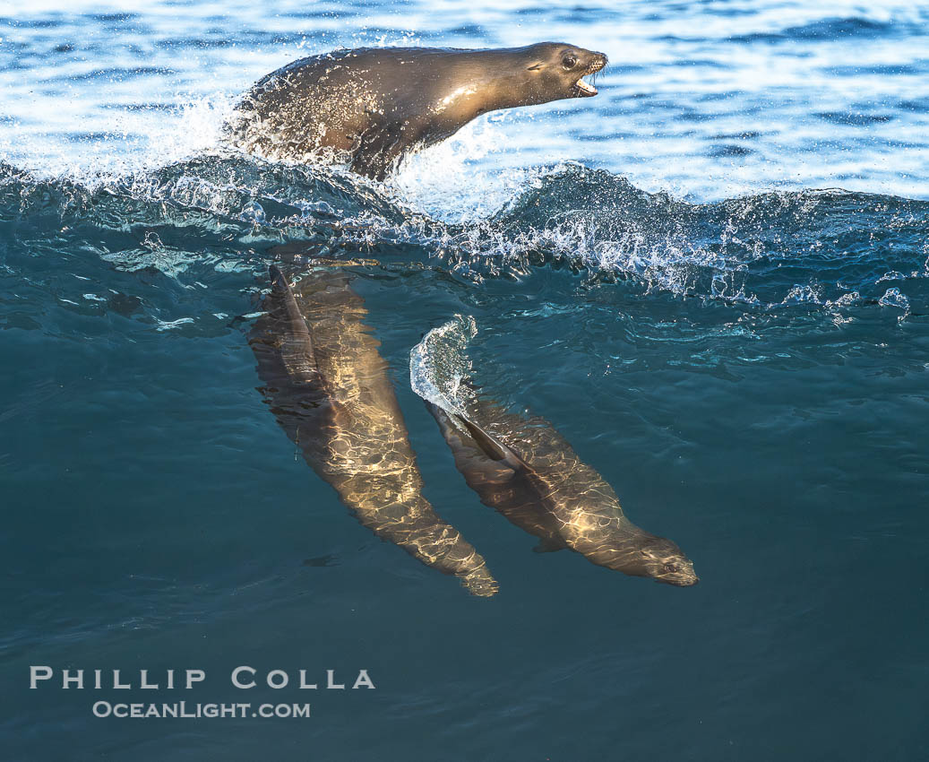 California sea lions surfing in a wave at La Jolla Cove, San Diego. USA, Zalophus californianus, natural history stock photograph, photo id 40488