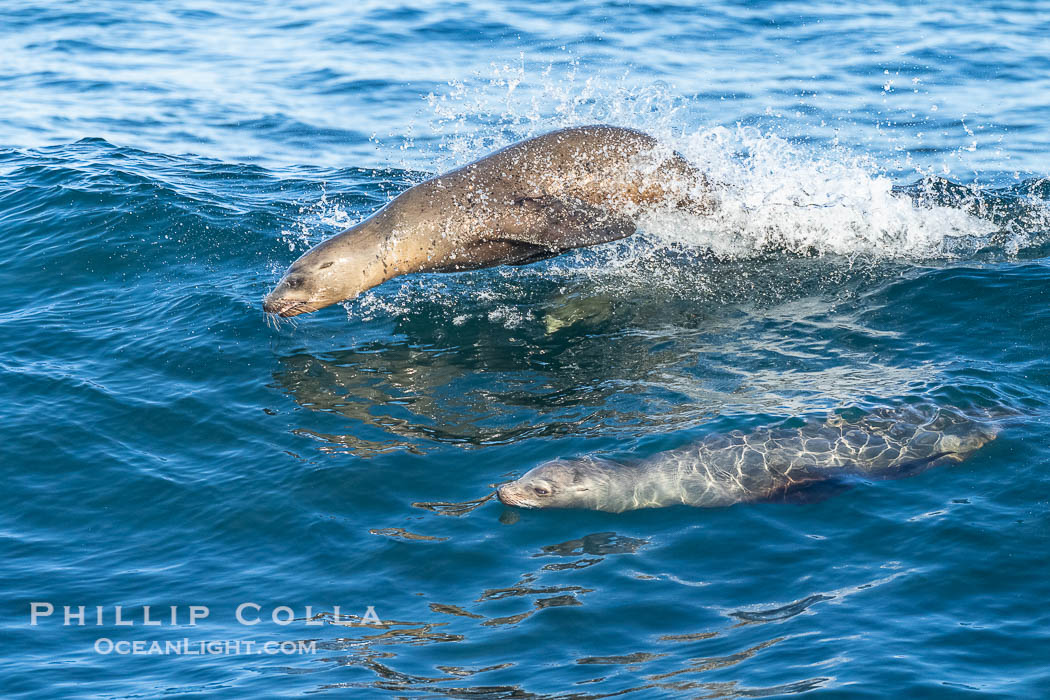 California sea lions surfing in a wave at La Jolla Cove, San Diego, Zalophus californianus