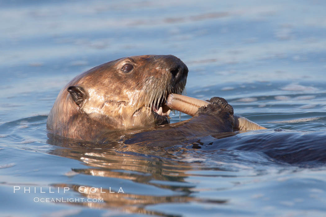 sea otter, Enhydra lutris, Elkhorn Slough National Estuarine Research ...