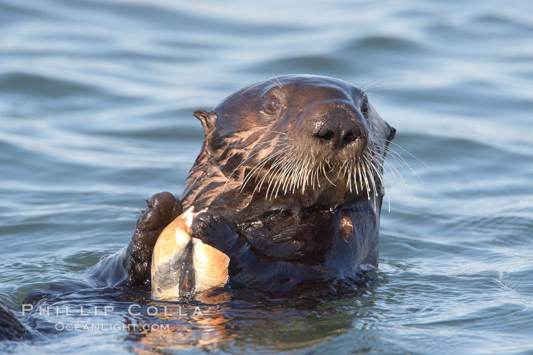 sea otter, Enhydra lutris, Elkhorn Slough National Estuarine Research ...