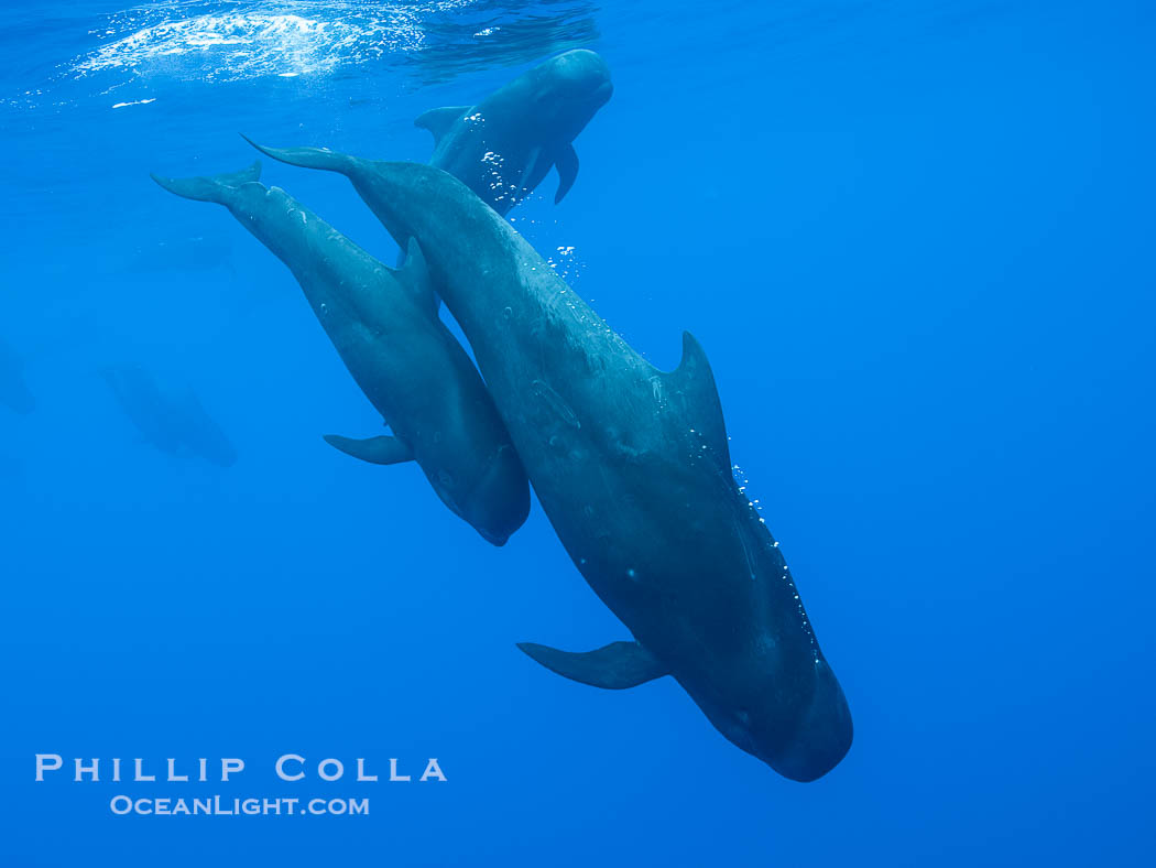 Short-Finned Pilot Whales Underwater, Moorea, French Polynesia, Globicephala macrorhynchus. France, Globicephala macrorhynchus, natural history stock photograph, photo id 40651