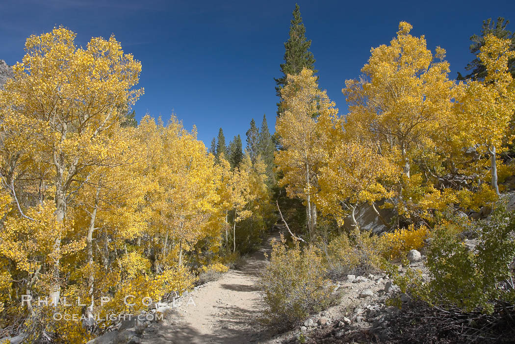 Aspen trees display Eastern Sierra fall colors, Lake Sabrina, Bishop Creek Canyon. Bishop Creek Canyon, Sierra Nevada Mountains, California, USA, Populus tremuloides, natural history stock photograph, photo id 17514