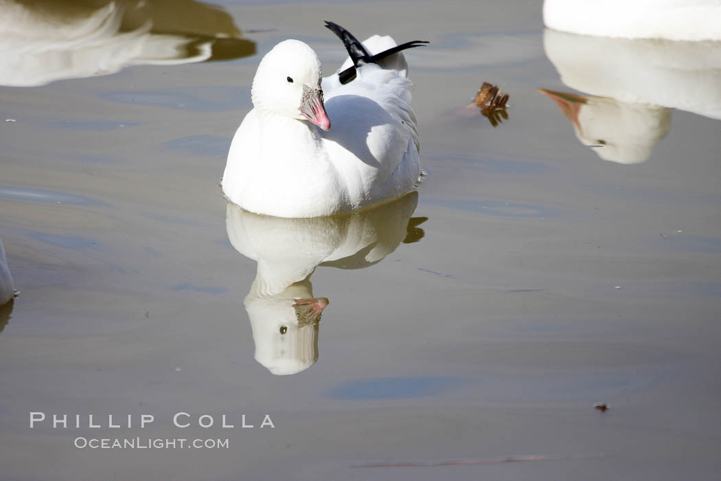 Snow goose. Bosque del Apache National Wildlife Refuge, New Mexico, USA, Chen caerulescens, natural history stock photograph, photo id 20010