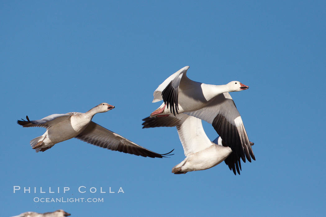 Snow geese in flight. Bosque del Apache National Wildlife Refuge, Socorro, New Mexico, USA, Chen caerulescens, natural history stock photograph, photo id 22012