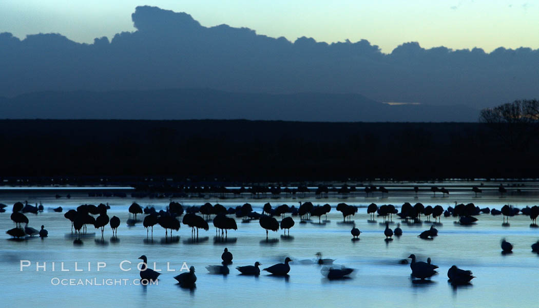 Snow geese, resting on the calm water of the main empoundment at Bosque del Apache NWR in predawn light. Bosque del Apache National Wildlife Refuge, Socorro, New Mexico, USA, Chen caerulescens, natural history stock photograph, photo id 21924