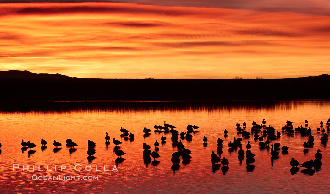 Snow geese rest on a still pond in rich orange and yellow sunrise light.  These geese have spent their night's rest on the main empoundment and will leave around sunrise to feed in nearby corn fields. Bosque del Apache National Wildlife Refuge, Socorro, New Mexico, USA, Chen caerulescens, natural history stock photograph, photo id 22093